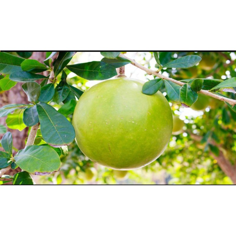 Cuci bersih keduanya lalu blender. Jual Buah Maja Atau Buah Berenuk Obat Herbal Indonesia Shopee Indonesia