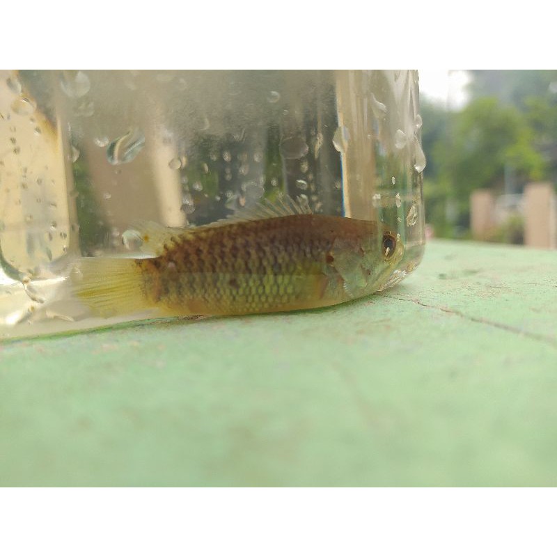 Jual ikan betok betik bethik ikan tentara