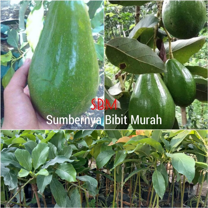 Bibit Alpukat Aligator - Alpukat Panjang dan Jumbo | Shopee Indonesia