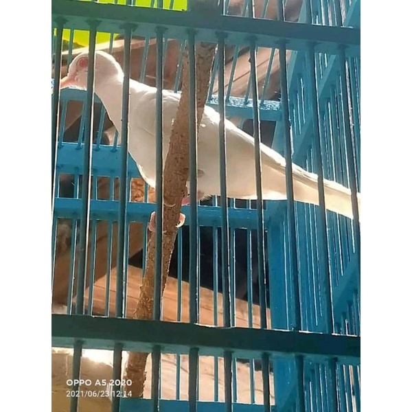 Harga Burung Perkutut Putih Mata Merah Terbaru April 2022 | Biggo Indonesia 600_x_600_jpg