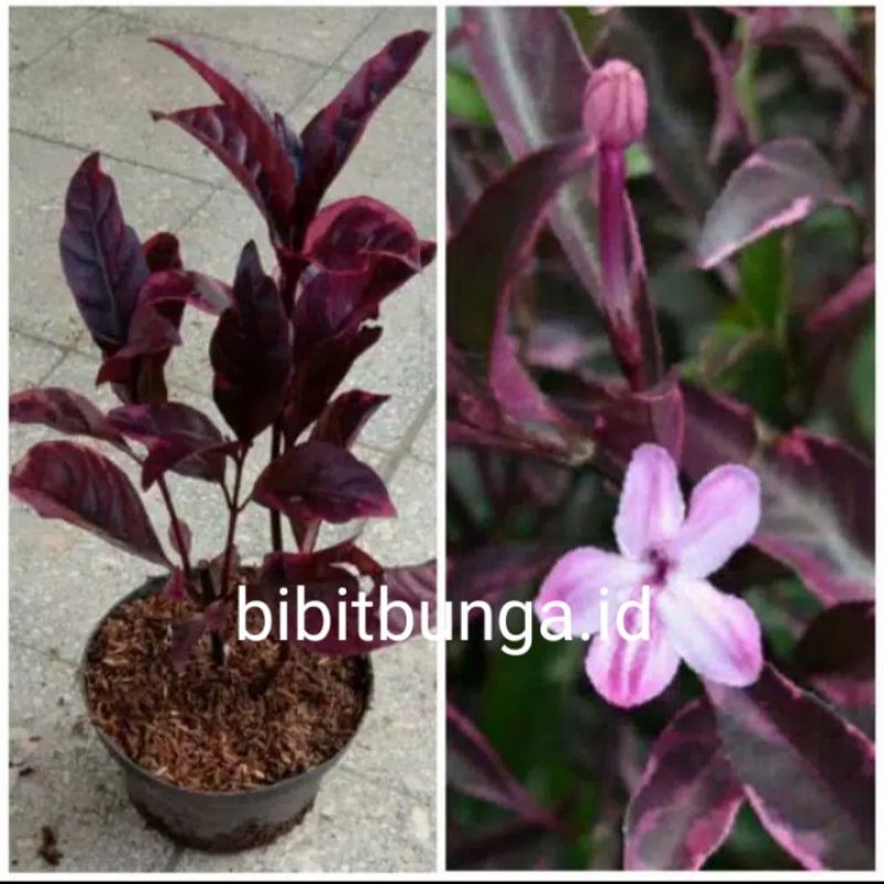 Tak heran jika kemudian banyak yang ingin mengembangkan sendiri . Melati Jepang Variegata Ungu Bibit Tanaman Hias Bunga Jasmine Varigata Shopee Indonesia