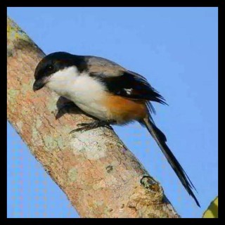 Jual New01 Burung Jalak Kapas Sutra Bahan Pilihan Bukan Kebo Indonesia|Shopee Indonesia 320_X_320_jpg