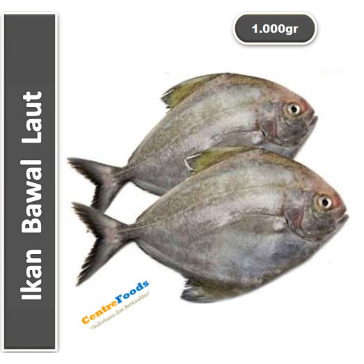 Jual ikan bawal laut