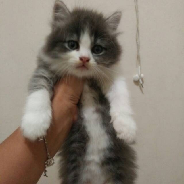 KUCING PERSIA PADANG (SOLD) | Shopee Indonesia