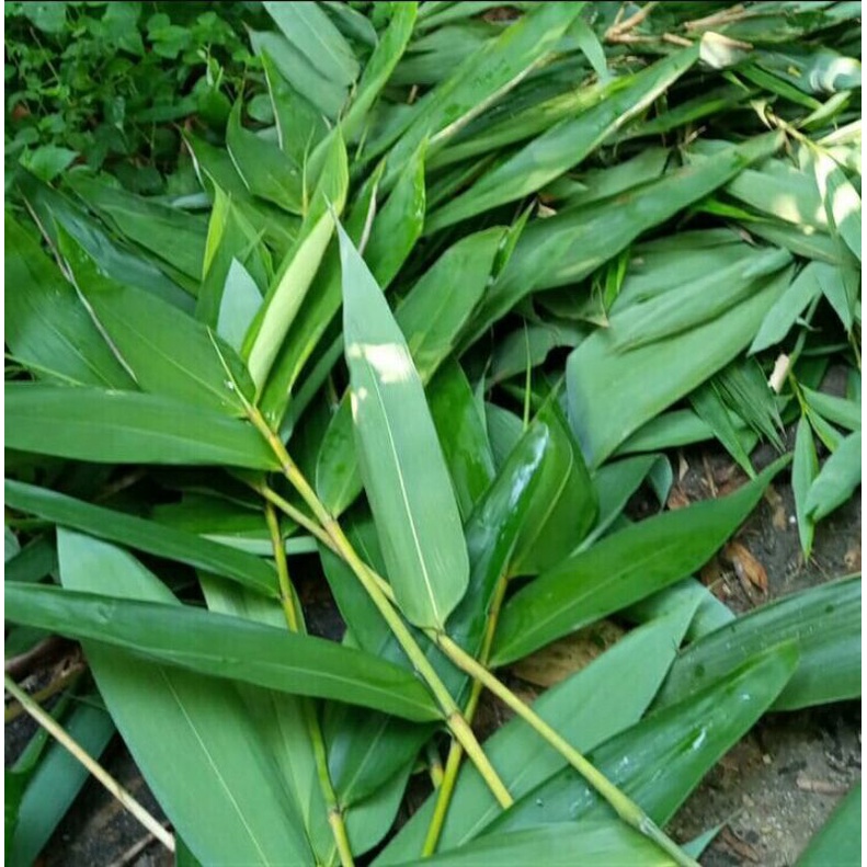Dan cari lebih banyak seni vektor bebas. Harga Daun Bambu Apus Terbaru September 2021 Biggo Indonesia