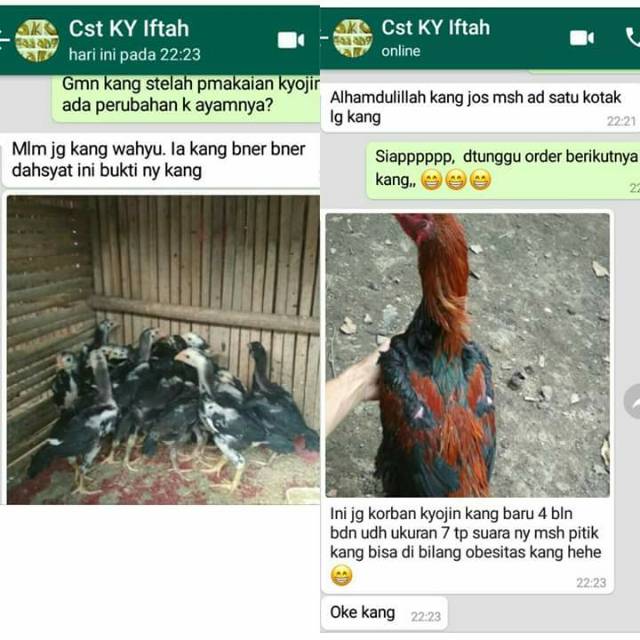 Selain manfaat kunyit, efek samping dan cara mengolahnya pun penting kamu ketahui untuk memanfaatkan 15 manfaat kunyit untuk tubuh. Original Pakan Ayam Raksasa Kyojin 950 Gr Shopee Indonesia