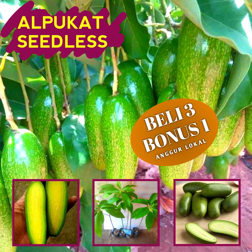 Tapi percaya gak percaya, ini adalah buah alpukat, lho! Jual Bibit Alpukat Seedless Non Biji Mentimun Indonesia Shopee Indonesia