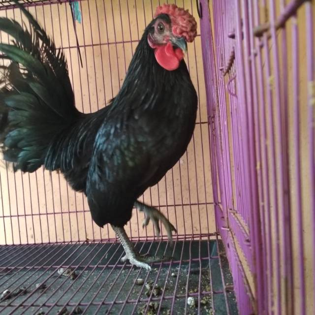 Free Gambar Ayam Brahma Hitam Wido Black Breasted Bronze Brahma Chicken Terbaru by Lampung Hits