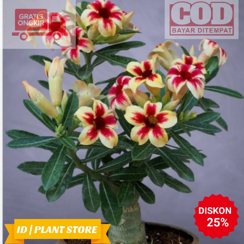 Jual Bibit Bunga Adenium Kamboja Jepang - Kamboja Adenium Cabang Seribu -  Bunga Hidup Murah Indonesia|Shopee Indonesia