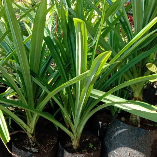 Bibit pandan/ daun pandan/ bibit pandan rempah/ bibit pandan herb/bibit  pohon pandan unggul | Shopee Indonesia