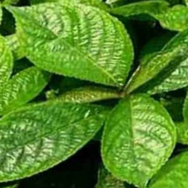 Daun keji belin atau pecah beling 1 kg | Shopee Indonesia