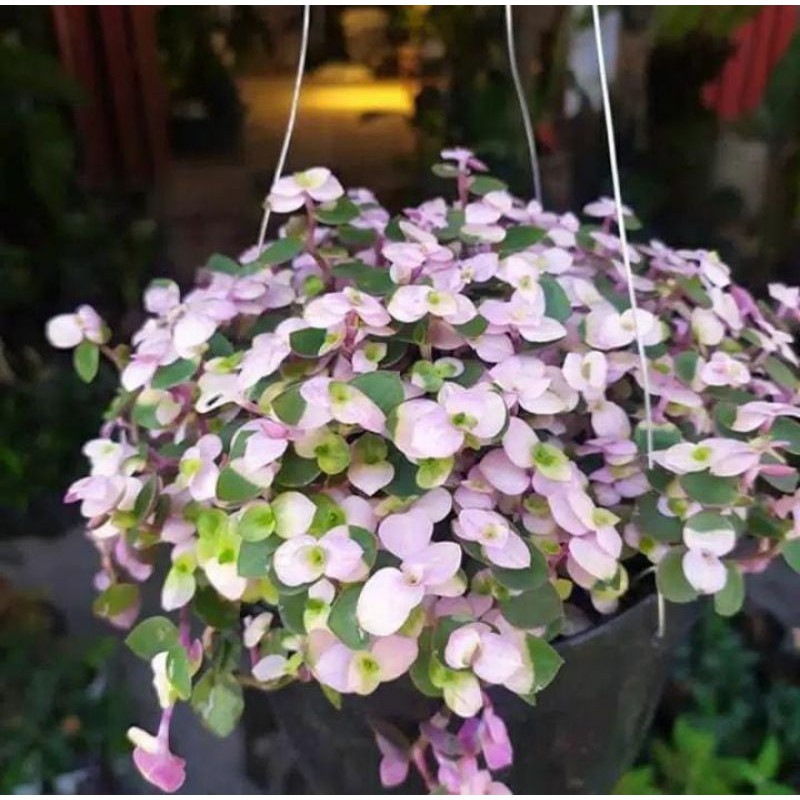 Tanaman Hias - Tanaman gantung Kribo Variegata Ungu | Shopee Indonesia