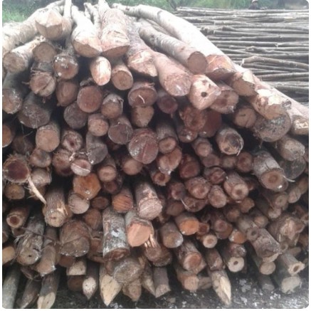 Jual kayu dolken ukuran 10-12 untuk proyek