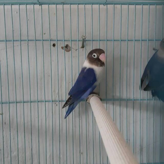 Jual Burung Lovebird Violet Indonesia|Shopee Indonesia 640_X_640_jpg