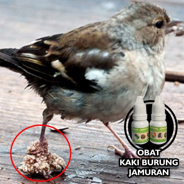 Obat Jamur Kaki Herbal Dalam Sempati Obat Burung Sakit Kaki