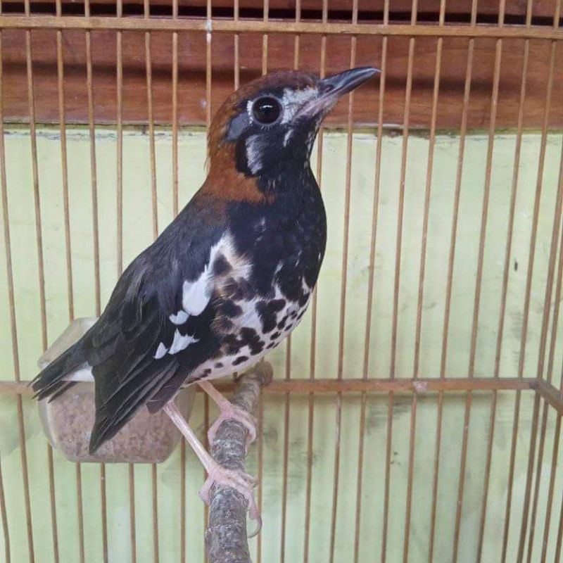 Jual Burung Anis Kembang Jantan Bahan Pilihan Indonesia|Shopee Indonesia 800_X_800_jpg