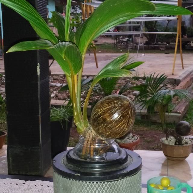 Namun, tidak semua jenis kelapa bisa dijadikan bonsai. Pohon Bonsai Kelapa Jual Bonsai Shopee Indonesia