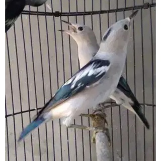 Jual Burung Jalak Kapas Indonesia|Shopee Indonesia 320_X_320_jpg