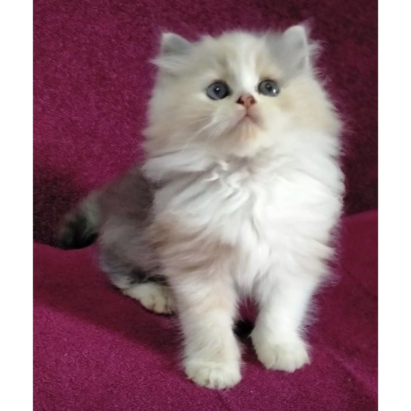 Jual Kucing Ras Persia Di Lamongan Gresik Tuban 