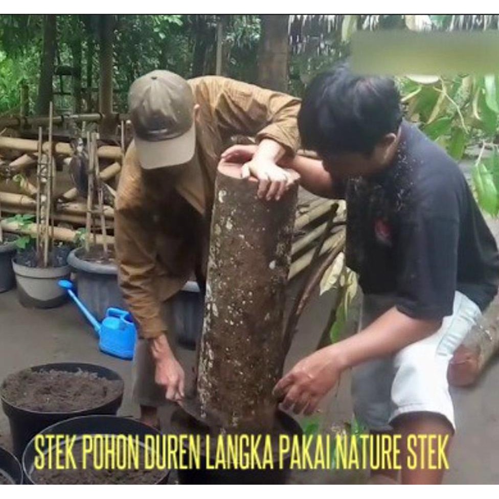 Penemu Tunas Kelapa Adalah - Blog Materi Pramuka