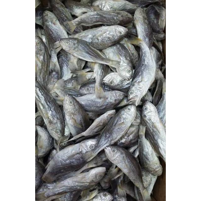 Gelama pisang 象牙鱼 1kg (delivery klang area only). Jual Ikan Gulama Pisang 500 Gr Shopee Indonesia