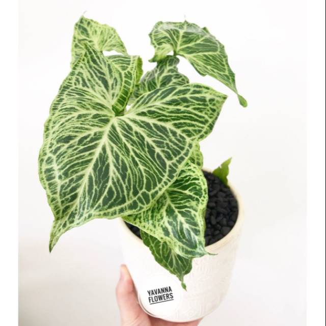 Syngonium 'batik' is an interesting cultivar with intricate white veining against a rich green leaf. Pohon Syngonium Batik Bibit Syngonium Batik Shopee Indonesia