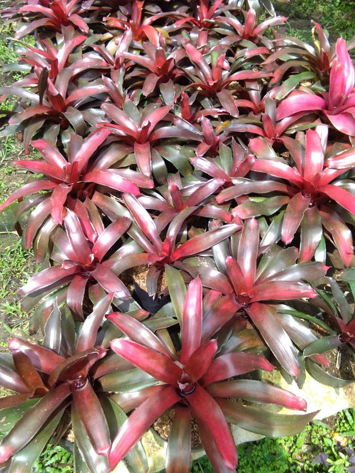 Bromelia merah / Tanaman hias bromelia /bromelia jumbo | Shopee Indonesia