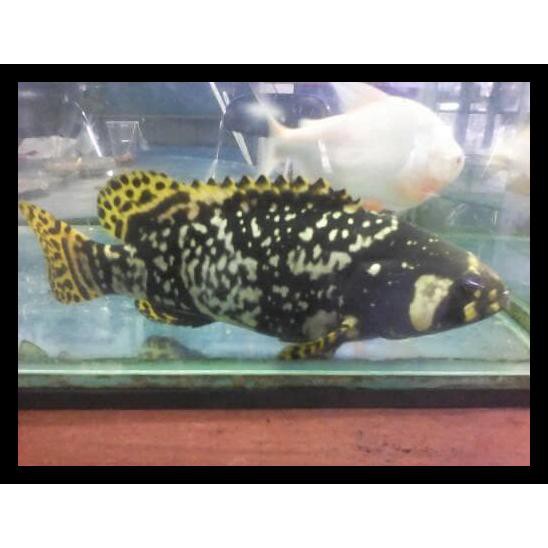 BIG SALE! kerapu emas ikan hias air tawar | Shopee Indonesia