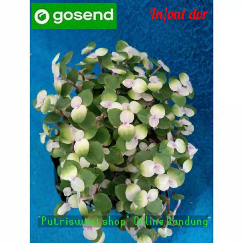 kribo variegata | Shopee Indonesia