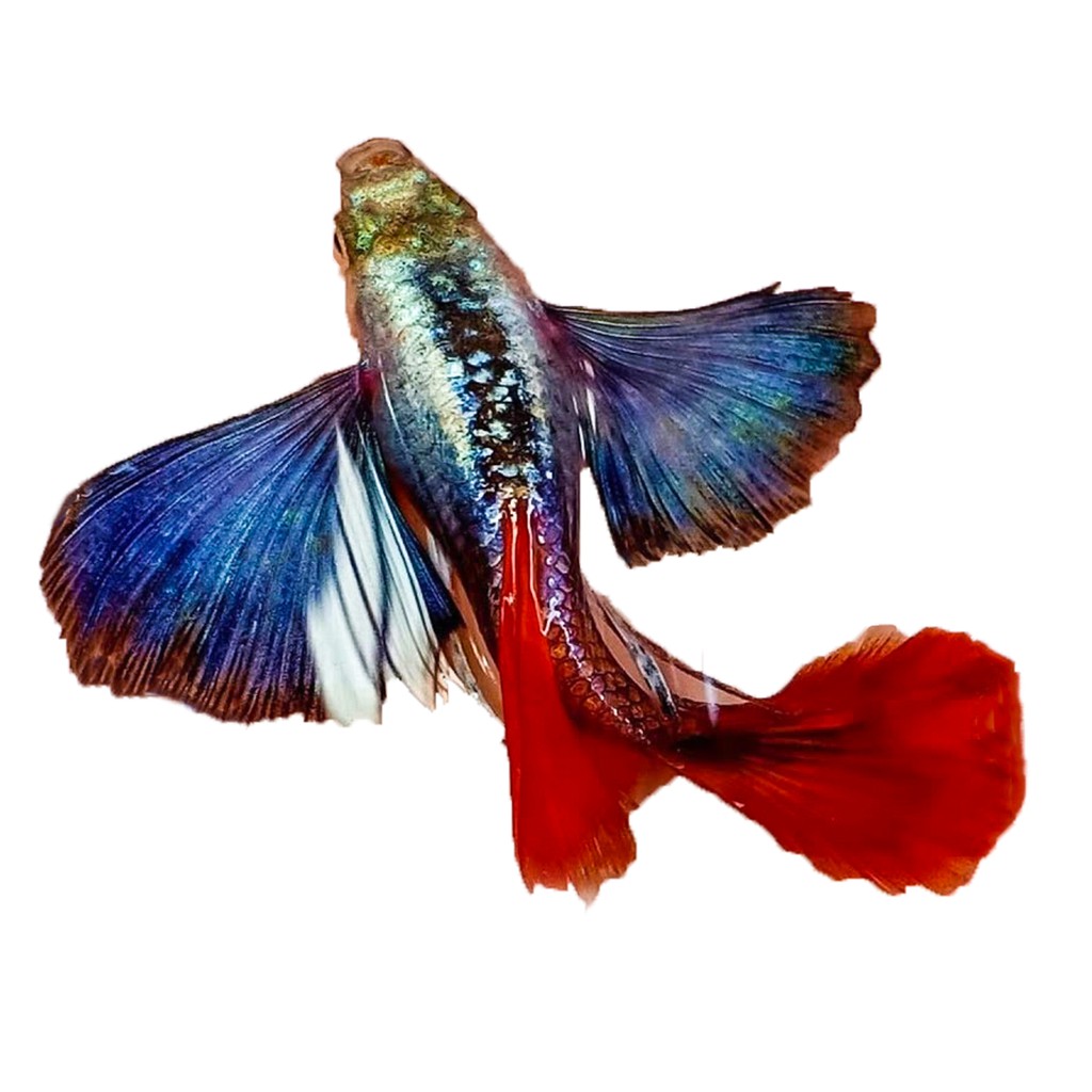 Ikan guppy platinum red tail jantan murah. Guppy Platinum Red Tail Dumbo Ear Ikan Hias Aquascape Shopee Indonesia