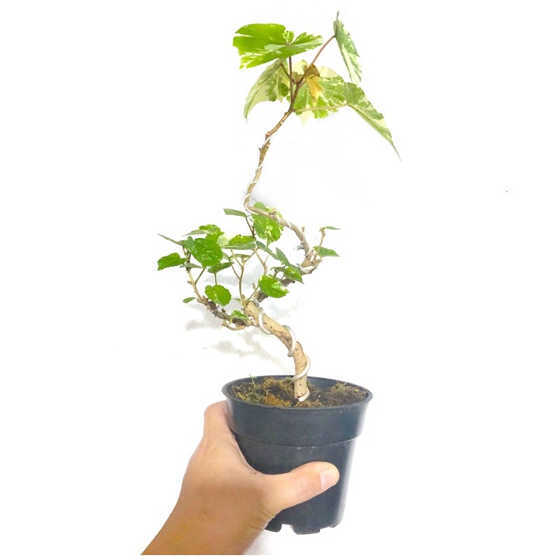 Menjual berbagai ikan hias dan udang hias. Bonsai Akar Waru Terbaru | Cahunit.com
