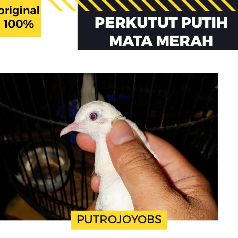 Harga Perkutut Putih Bangkok Terbaru April 2022 | Biggo Indonesia 782_x_782_jpg