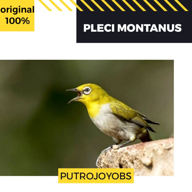 Jual Plecy Pleci Dakun Pacitan - Bali - Bustomi - Montanus Mata Putih - Papua Kepala Hitam Bukan Garut Indonesia|Shopee Indonesia 800_x_800_jpg