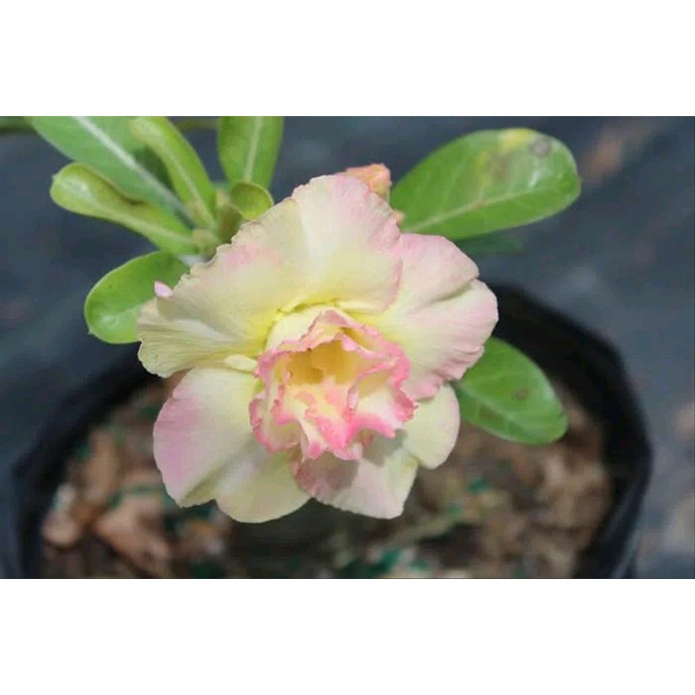Benih Adenium Obesum peace | Shopee Indonesia