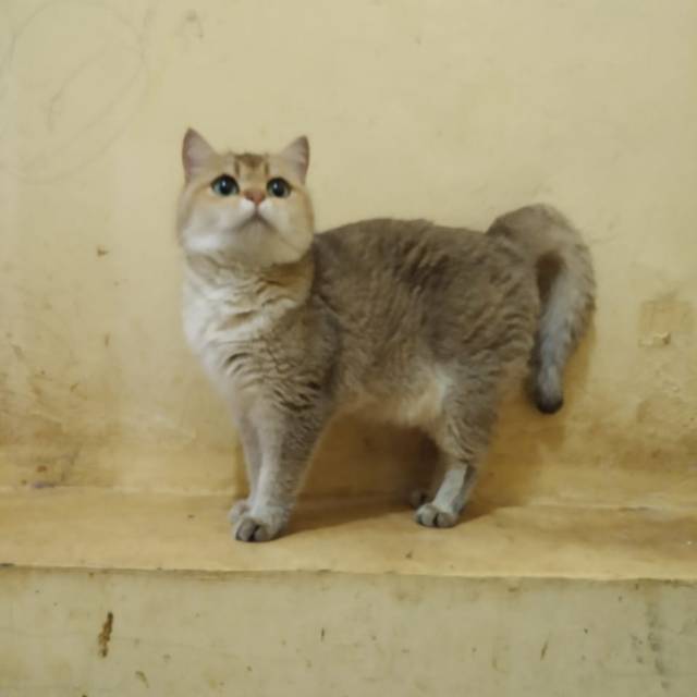 British Shorthair Golden Chinchilla British Shorthair 