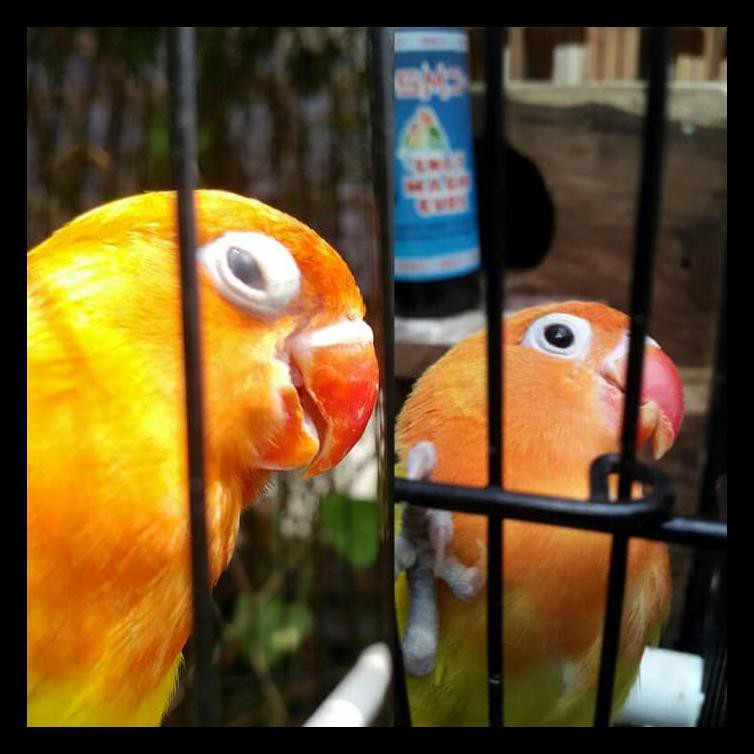 Penyakit snot sendiri merupakan penyakit pernapasan yang biasa menyerang unggas, dan pada burung lovebird biasanya akan menyerang mata . Obat Mata Burung Lovebird Snot Magic Cure Terbaik Shopee Indonesia