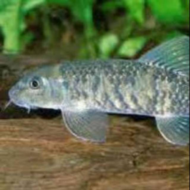 Ikan Garra Rufa Doctor Fish Bandung Jualo Promo Pengguna Baru Kurir Instan Bebas Ongkir Cicilan 0.