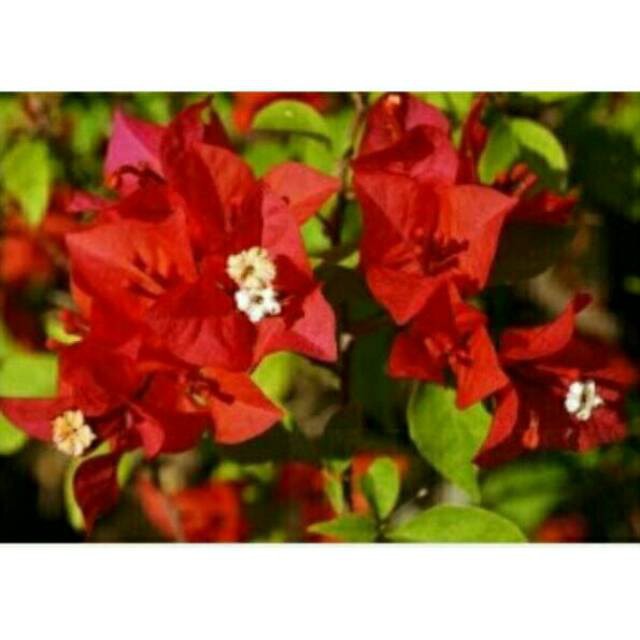 Bugenvil Biru Harga Terbaik - Oktober 2021 | Shopee Indonesia