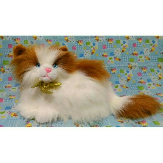 Download Gratis Gambar Jual Exported Boneka Kucing Anggora Persia Putih Real Jakarta Terupdate by Lampunghits.com