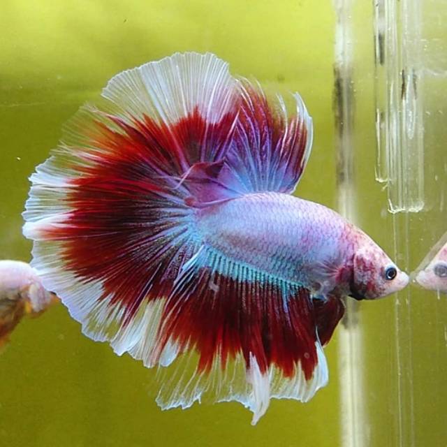 Rosetail sangat mirip dengan tipe half moon, . Ikan Cupang Halfmoon Rosetail Shopee Indonesia