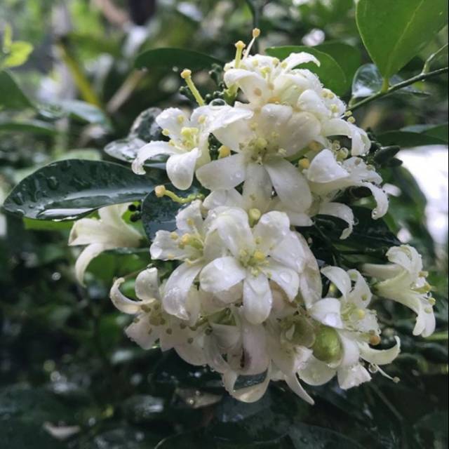 Tanaman Bunga Kemuning - Bunga Putih | Shopee Indonesia