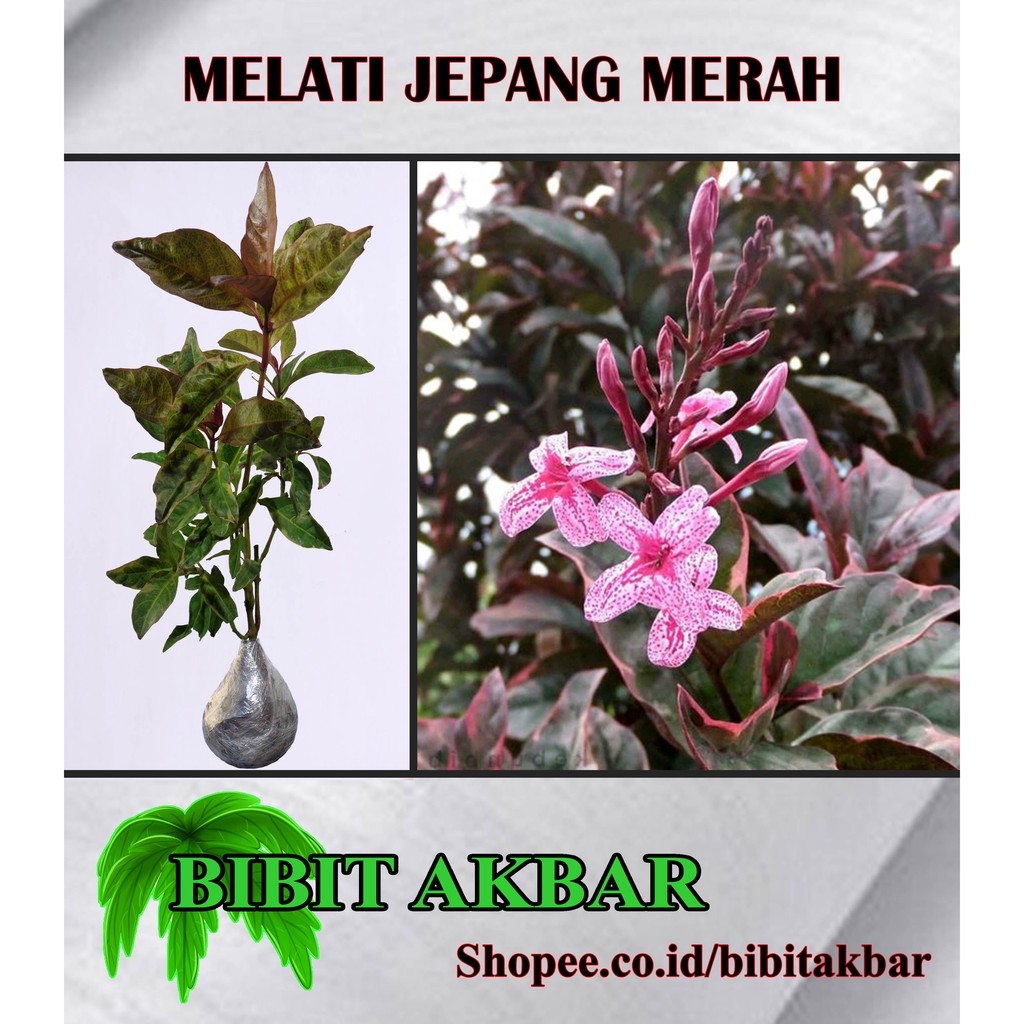 Download Gratis Gambar Daftar Harga Tanaman Bunga Melati Jepang Bulan Februari 2020 Terkeren oleh Lampunghits.com