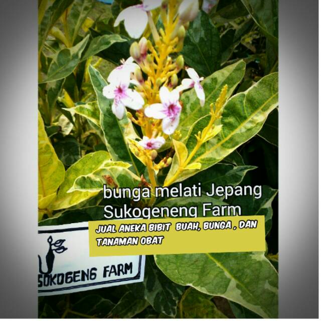 Free Gambar Jual Tanaman Hias Bunga Melati Jepang Merah Kota Batu Color Terkeren by Lampunghits.com