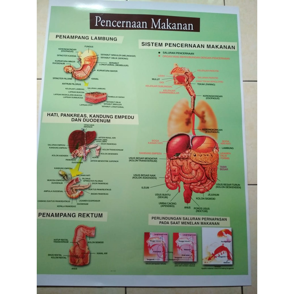 Dilakukan oleh siswa kelas 5 sd. Gambar Poster Model Pencernaan Manusia Carta Pencernaan Shopee Indonesia
