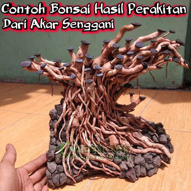 Perkembangan nama tanaman aquascape yang asal dari kuba ini semakin meluas kurang . Kode 9241 Akar Senggani Untuk Hardscape Bonsai Aquascape Shopee Indonesia