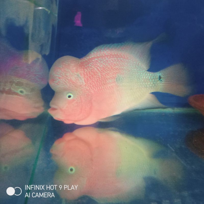 Jual Burayak ikan louhan Kamfa F3 X CC 2 - 3 cm / Anak ikan Louhan Kamfa f3 Mata  Putih terlaris murah Indonesia|Shopee Indonesia