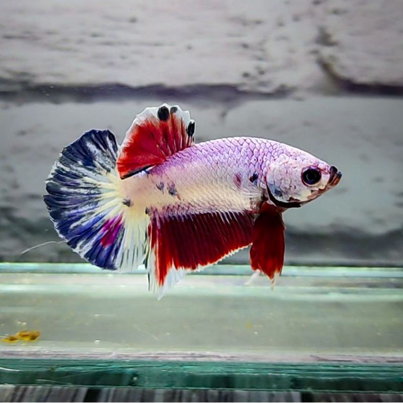 Harga ikan cupang flamingo