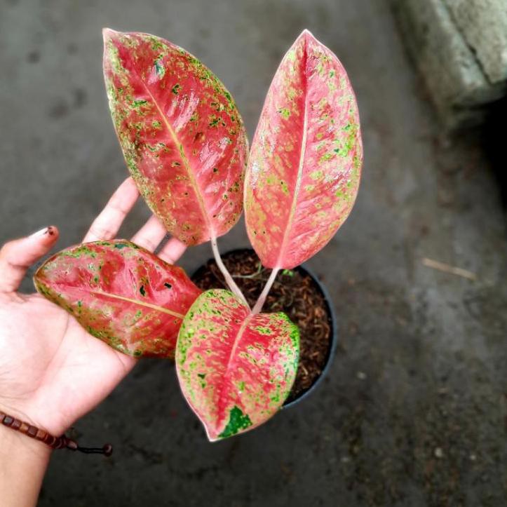 Harga Aglaonema Merah Terbaru September 2021 | BigGo Indonesia