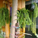 Oleh bu tanidiposting pada oktober 12, 2020. Harga Ekor Monyet Tanaman Hias Terbaru Oktober 2021 Biggo Indonesia