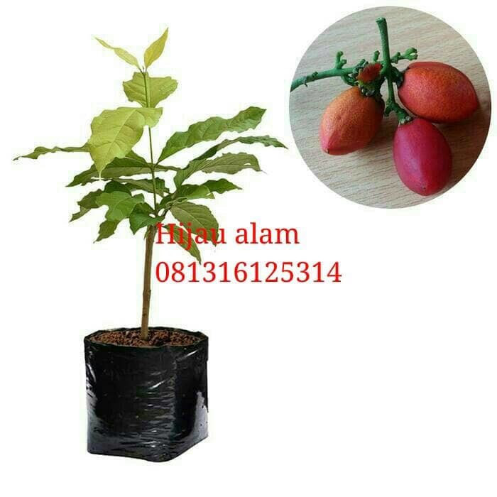 bibit pohon kacang amazone / kacang amajon/ kacang amazon | Shopee Indonesia